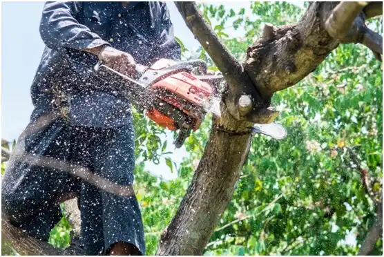 tree services Cockrell Hill